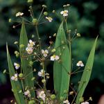 Slanke waterweegbree (Alisma lanceolata) moerasplant