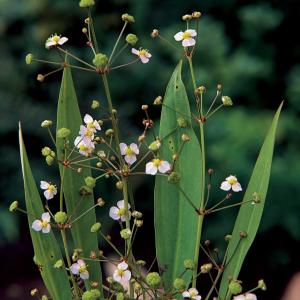 Afbeelding Slanke waterweegbree (Alisma lanceolata) moerasplant - 6 stuks door Vijverexpress.nl