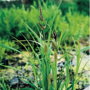 Afbeelding Oeverzegge (Carex riparia) moerasplant - 6 stuks door Vijverexpress.nl