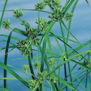 Afbeelding Parapluplant (Cyperus alternifolius) moerasplant - 6 stuks door Vijverexpress.nl