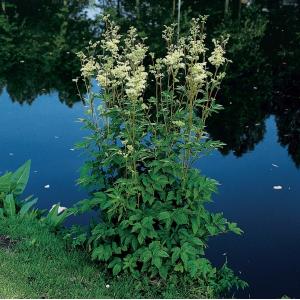 Afbeelding Moerasspirea (Filipendula ulmaria) moerasplant - 6 stuks door Vijverexpress.nl