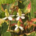 Bonte moerasanemoon (Houttuynia cordata “Chameleon”) moerasplant