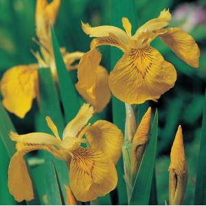 Gele iris (Iris pseudacorus) moerasplant - 6 stuks