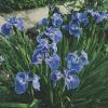 Borstelige iris (Iris Setosa) moerasplant