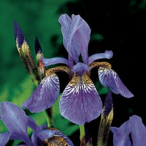 Siberische iris (Iris Sibirica) moerasplant - 6 stuks