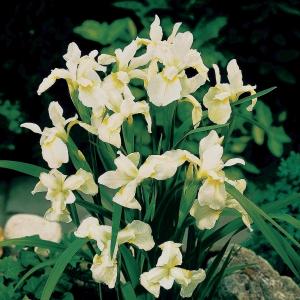 Witte Siberische iris (Iris Sibirica “Snow Queen”) moerasplant - 6 stuks