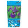 Amerikaanse iris (Iris versicolor) moerasplant