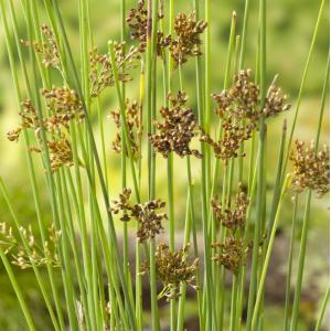 Zeegroene Rus (Juncus inflexus) moerasplant - 6 stuks