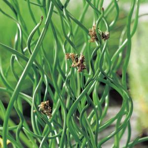 Krulpitrus (Juncus effusus “spiralis”) moerasplant - 6 stuks