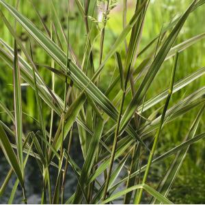 Kanariegras (Phalaris arundinacea “Picta”) moerasplant - 6 stuks