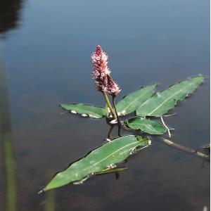 Veenwortel (Polygonum amphibium) drijfplant - 6 stuks