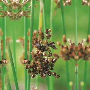 Mattenbies (Scirpus lacustris) moerasplant - 6 stuks