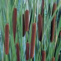 Grote lisdodde (Typha latifolia) moerasplant (6-stuks)