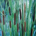 Lisdodde (Typha laxmannii) moerasplant (6-stuks)