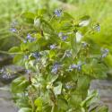 Beekpunge (Veronica beccabunga) moerasplant (6-stuks)