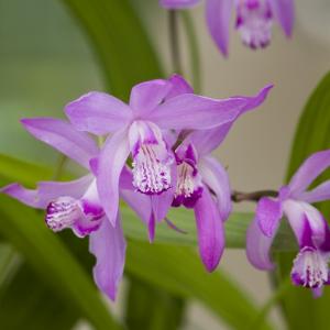 Japanse orchidee (Bletilla striata) moerasplant