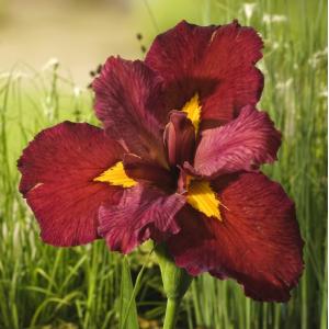 Rode Japanse iris (Iris Louisiana Ann Chowning) moerasplant