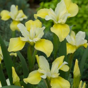 Gele Siberische iris (Iris Sibirica “Butter and Sugar”) moerasplant - 6 stuks