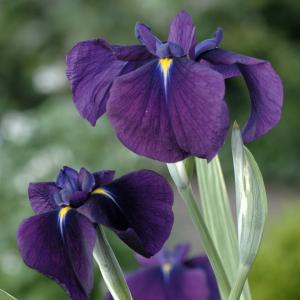Bonte Japanse iris (Iris ensata “Variegata”) moerasplant - 6 stuks