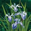 Gevlekte Japanse iris (Iris laevigata “Mottled Beauty”) moerasplant
