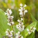 Wit snoekkruid (Pontederia cordata “alba”) moerasplant (6-stuks)