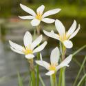 Witte westenwindbloem (Zephyranthes candida) moerasplant (6-stuks)