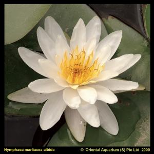 Witte waterlelie (Nymphaea Marliacea Albida) waterlelie - 6 stuks