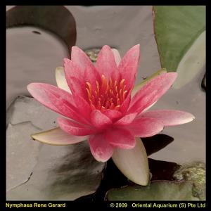 Roze waterlelie (Nymphaea René Gérard) waterlelie - 6 stuks