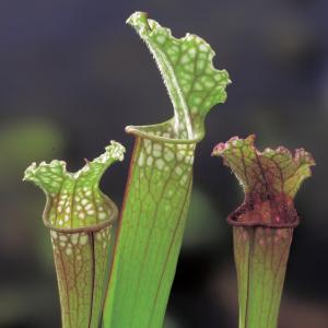 Afbeelding Trompetbekerplant (Sarracenia “Stevensii”) moerasplant - 6 stuks door Vijverexpress.nl