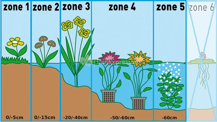 Naaldwaterbies (Eleocharis acicularis) zuurstofplant (6-stuks)