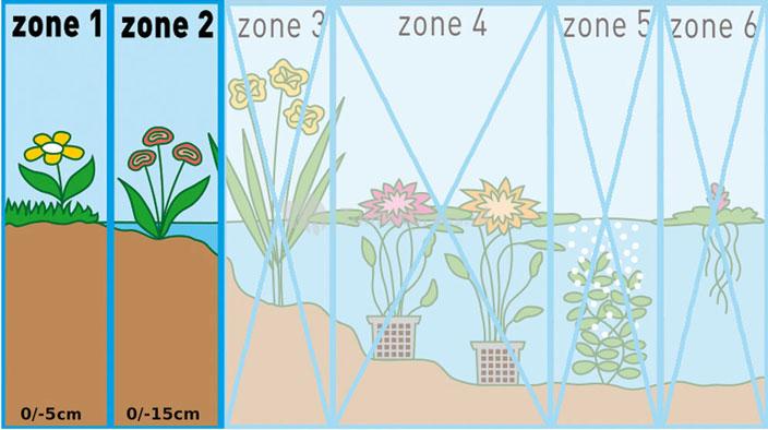 Bonte dwergkalmoes (Acorus gramineus “Ogon”) moerasplant (6-stuks)