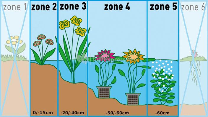 Gewone waternavel (Hydrocotyle vulgaris) zuurstofplant (6-stuks)