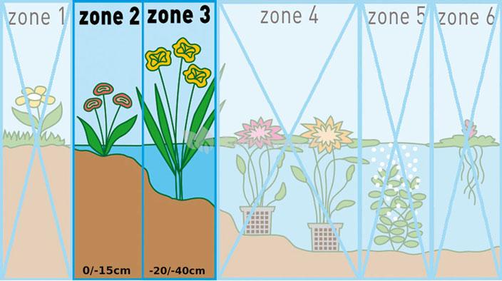 Kalmoes (Acorus calamus) moerasplant (6-stuks)