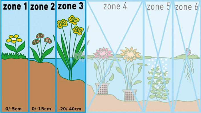 Grote waterweegbree (Alisma plantago-aquatica) moerasplant (6-stuks)